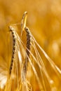 Golden corn field in the sunset Royalty Free Stock Photo