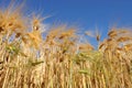 Golden corn field Royalty Free Stock Photo