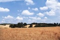 Golden corn fields in summer