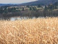 Bleached and dry golden colored corn stalks in NYS harvest field Royalty Free Stock Photo