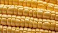 Golden Corn Kernel Rows in Ultra-Realistic Macro with Natural Ambient Light Royalty Free Stock Photo