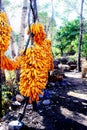 Golden corn (maize fully matureÃ¯Â¼â° Royalty Free Stock Photo