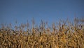 Golden corn plants on a clear blue sky