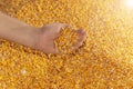 Golden corn seeds pouring from human hand Royalty Free Stock Photo