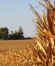 Golden corn stalks ready for harvest in midwest Royalty Free Stock Photo