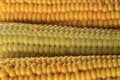 golden corn texture