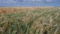 Golden cornfield at harvest time. Barley, rye, wheat Royalty Free Stock Photo