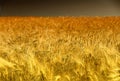 Golden Cornfield in Pfalz, Germany Royalty Free Stock Photo