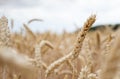 Golden cornfield ready for harvest Royalty Free Stock Photo