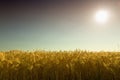 Golden cornfield (rye) against the light in Pfalz