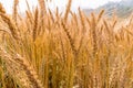 Golden Cornish Barley crops in a field ready for harvest