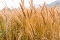 Golden Cornish Barley crops in a field ready for harvest