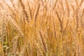Golden Cornish Barley crops in a field ready for harvest
