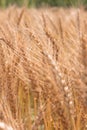 Golden Cornish Barley crops in a field ready for harvest