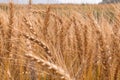 Golden Cornish Barley crops in a field ready for harvest