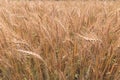 Golden Cornish Barley crops in a field ready for harvest