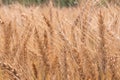 Golden Cornish Barley crops in a field ready for harvest