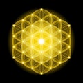 Golden Cosmic Flower of Life With Stars on Black Background