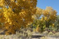 Golden Cottonwood Trees in Late October