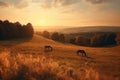 Golden countryside landscape with grazing horses on a rolling hill under a warm sunset sky Royalty Free Stock Photo