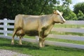 The Golden Cow