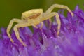 Golden crab spider Royalty Free Stock Photo