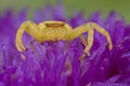 Golden crab spider Royalty Free Stock Photo