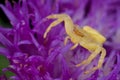 A golden crab spider on purple porcupine flower Royalty Free Stock Photo
