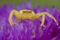 Golden crab spider on purple porcupine flower Royalty Free Stock Photo