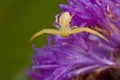 A golden crab spider on purple porcupine flower Royalty Free Stock Photo