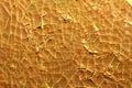 Golden cracked psycho paint on canvas macro modern background high quality big size instant prints dried painting art abstracts Royalty Free Stock Photo