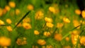 Golden Creeping Buttercups view close up of the flower of Ranunculus repens