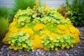 golden creeping jenny covers a mound Royalty Free Stock Photo