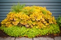 golden creeping jenny covers a mound Royalty Free Stock Photo