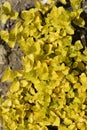 Golden Creeping Jenny