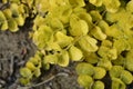 Golden Creeping Jenny Royalty Free Stock Photo