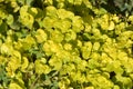 Golden Creeping Jenny