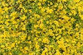 Lysimachia nummularia Golden Creeping Jenny Royalty Free Stock Photo