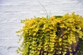 Golden creeping jenny, scientific name Lysimachia nummularia, in a cache-pot Royalty Free Stock Photo