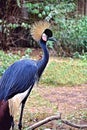 Golden Crested Crane with beautiful blue feathers Royalty Free Stock Photo