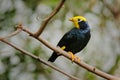 Golden-crested Myna, Ampeliceps coronatus, Animal in nature habitat, Asia. Bird sitting on the branch. Clear background with fores Royalty Free Stock Photo