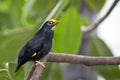 Golden-crested Myna, Ampeliceps coronatus, perched on a branch Royalty Free Stock Photo