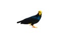 Golden-crested Myna isolated Royalty Free Stock Photo