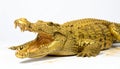 Golden Crocodile with Jaws Open on White Background Royalty Free Stock Photo