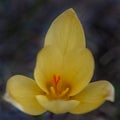 Golden crocus yellow flower dark Royalty Free Stock Photo