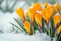 Golden Crocuses Blooming Through Snow