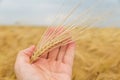 Golden crop in hand over field Royalty Free Stock Photo