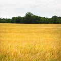 Golden grain crop grows under the NY FingerLakes sunshine Royalty Free Stock Photo