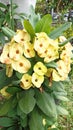 Golden Crown of Thorns in home garden Royalty Free Stock Photo