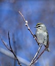 Golden-crowned Kinglet Royalty Free Stock Photo
